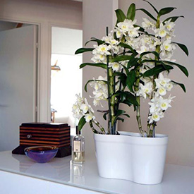 Plantes et fleurs décoratives