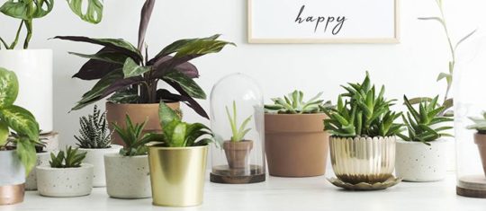 En décoration intérieure ou extérieure, des tendances s'expriment par le choix de plantes. Quel est le meilleur moyen de se procurer des plantes qui suivent les tendances en decoration ?