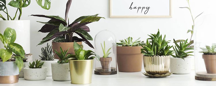 En décoration intérieure ou extérieure, des tendances s'expriment par le choix de plantes. Quel est le meilleur moyen de se procurer des plantes qui suivent les tendances en decoration ?