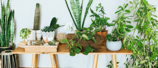 Installer des plantes d'intérieur