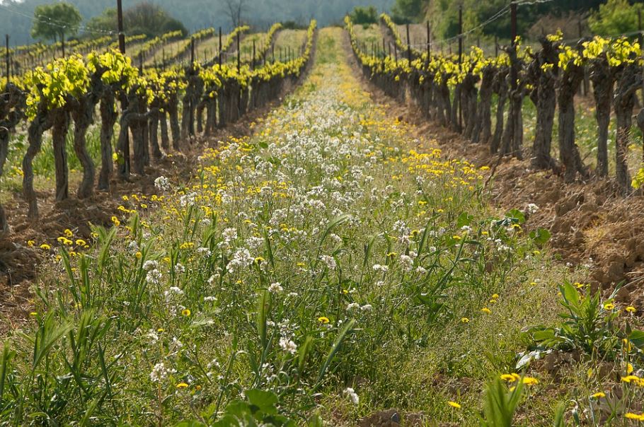 désherber au vinaigre blanc