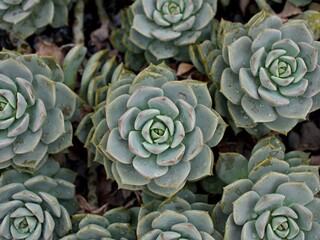 echeveria elegans
